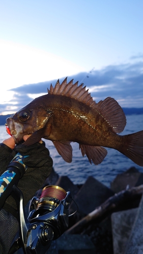 メバルの釣果