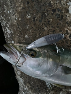 ブリの釣果