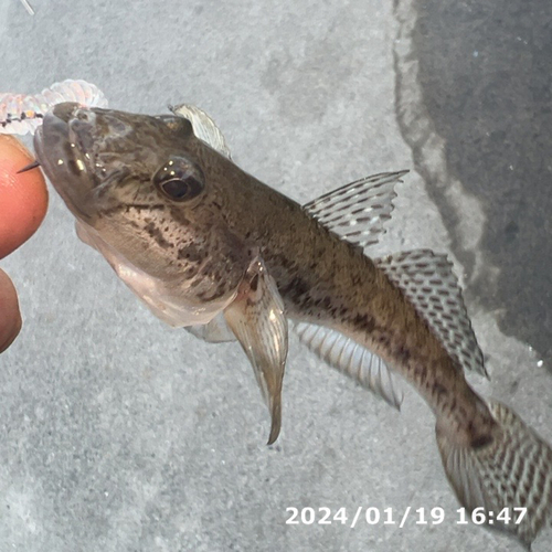 ハゼの釣果