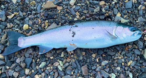 ニジマスの釣果