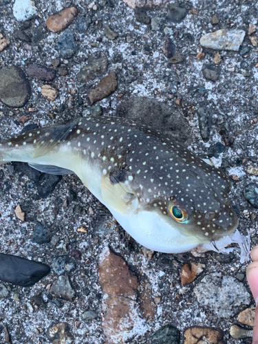 クサフグの釣果