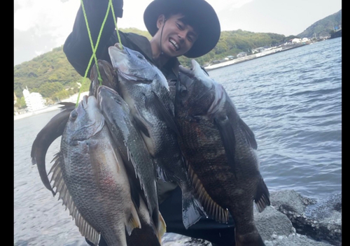 クロダイの釣果