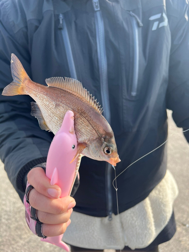 ウミタナゴの釣果