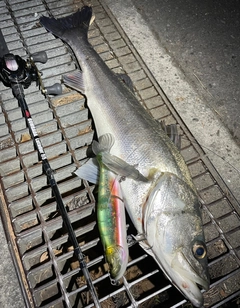 シーバスの釣果