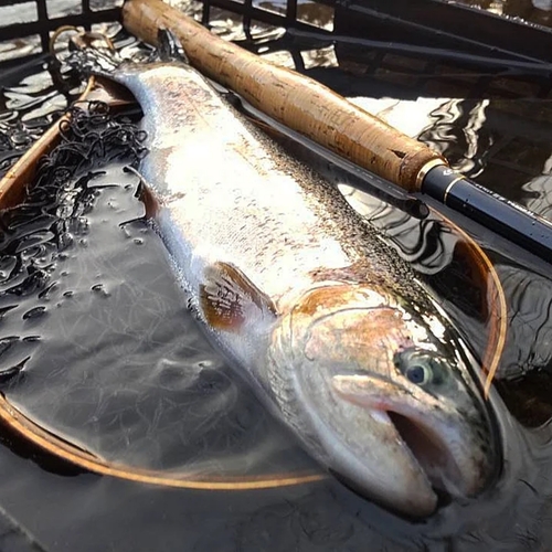 ニジマスの釣果