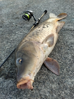 コイの釣果