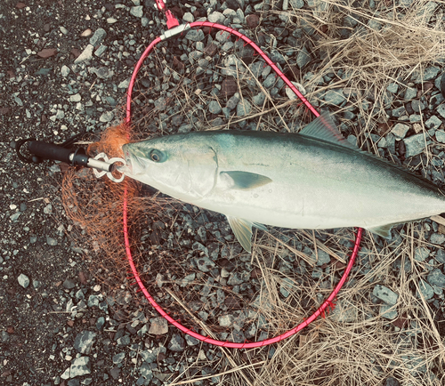 ブリの釣果