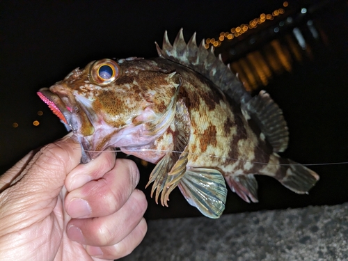 カサゴの釣果