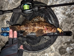 タケノコメバルの釣果