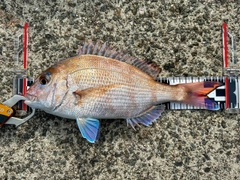 マダイの釣果