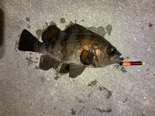 メバルの釣果