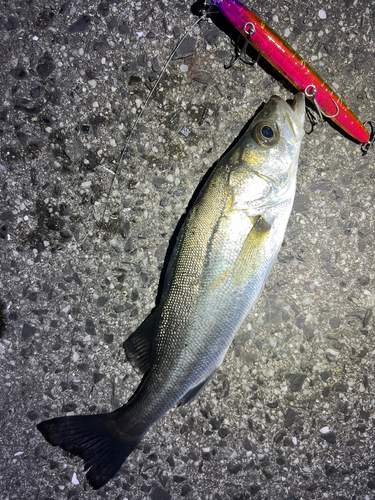 セイゴ（マルスズキ）の釣果