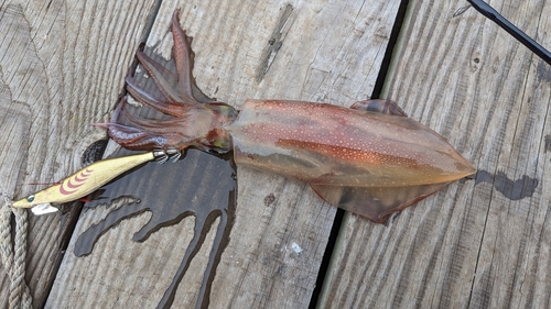 ケンサキイカの釣果