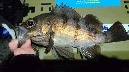 メバルの釣果