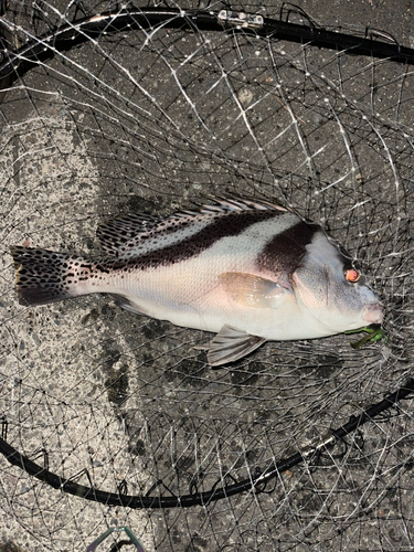 コショウダイの釣果