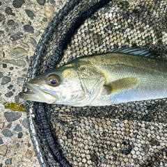 ハネ（マルスズキ）の釣果