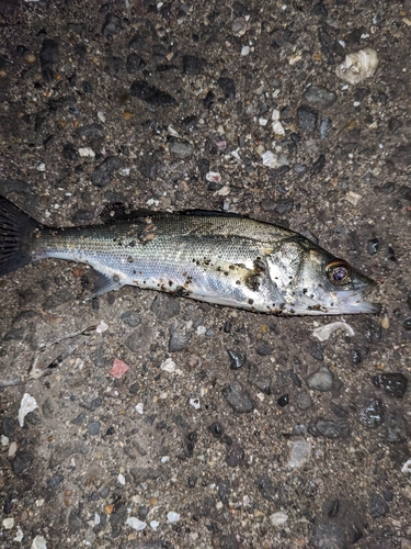 セイゴ（マルスズキ）の釣果