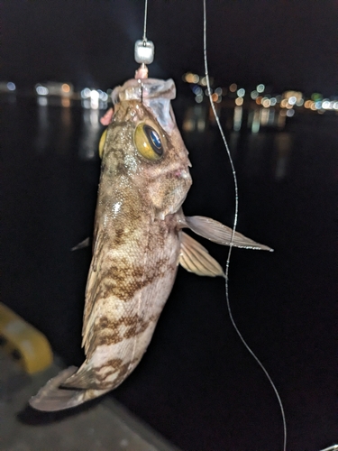 メバルの釣果