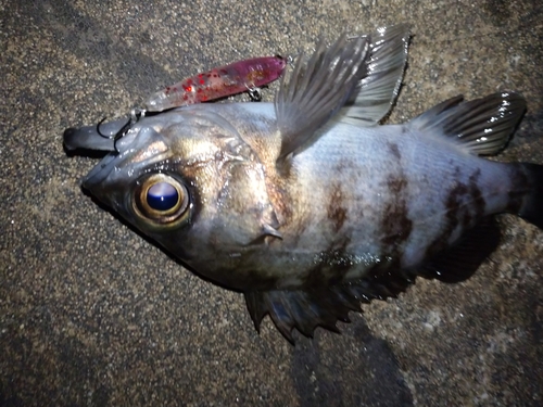 メバルの釣果