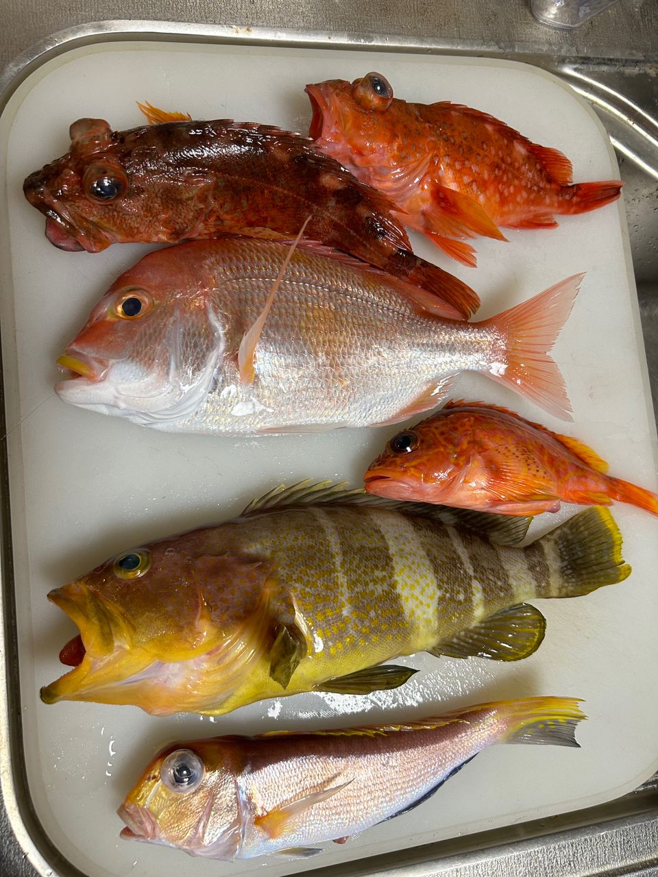 ロードグライダーさんの釣果 2枚目の画像