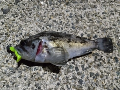 タケノコメバルの釣果