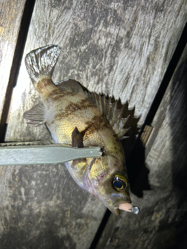 シロメバルの釣果