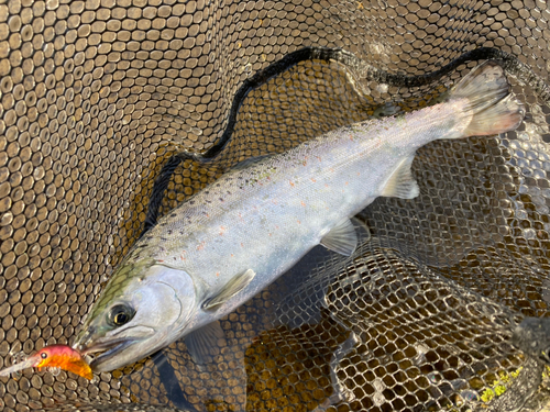 サツキマスの釣果