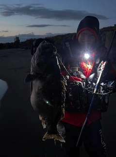 クロソイの釣果