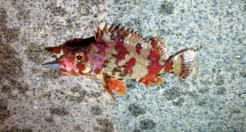 ヨロイメバルの釣果