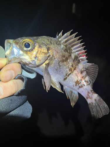 メバルの釣果