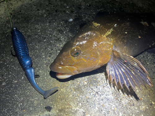 アイナメの釣果