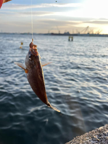 ウミタナゴの釣果