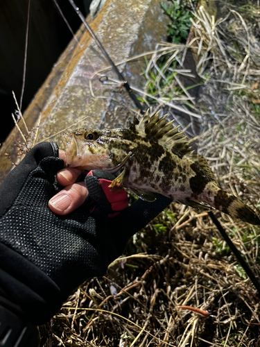 タケノコメバルの釣果