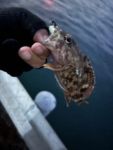 アラカブの釣果