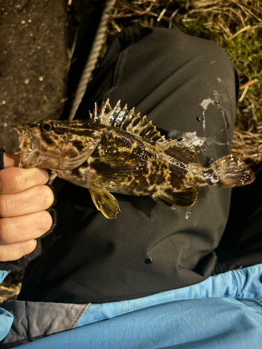 タケノコメバルの釣果