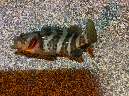 チャイロマルハタの釣果