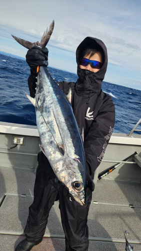 ビンチョウマグロの釣果