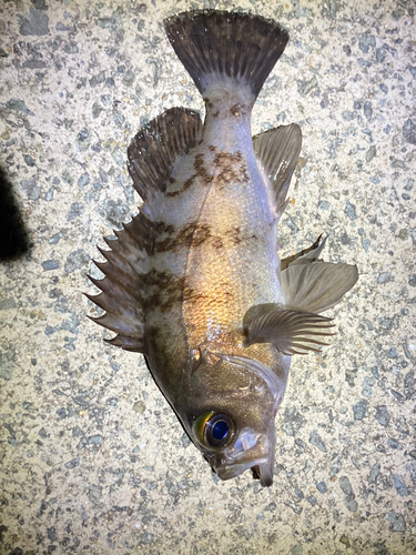 シロメバルの釣果