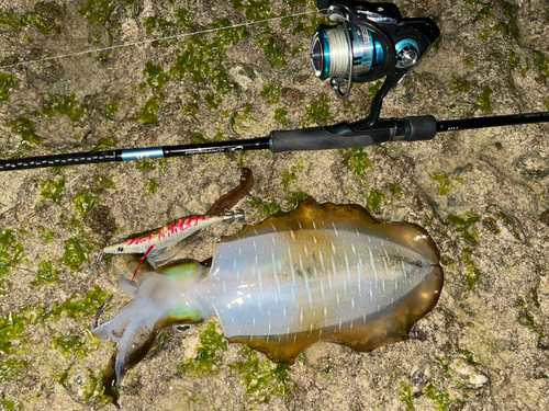 アオリイカの釣果