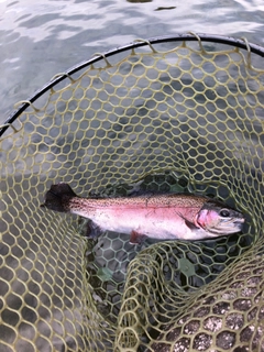 ニジマスの釣果