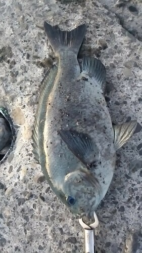 メジナの釣果