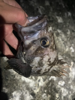 クロソイの釣果