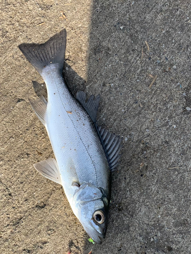 セイゴ（マルスズキ）の釣果