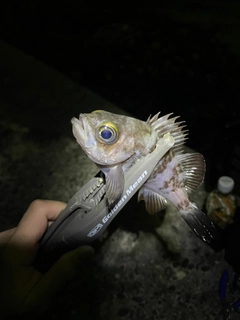 クロメバルの釣果