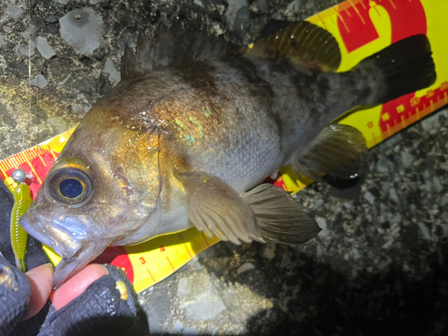 シロメバルの釣果