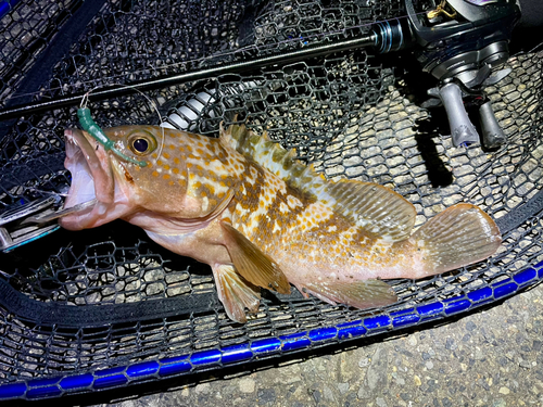 アコウの釣果