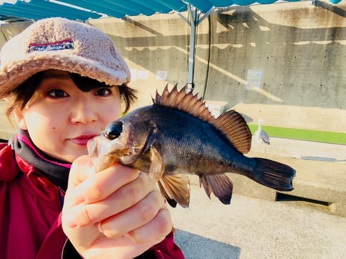 クロメバルの釣果