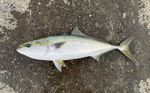 ワラサの釣果