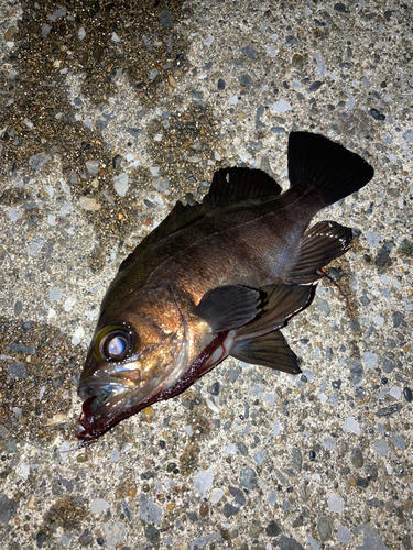 メバルの釣果