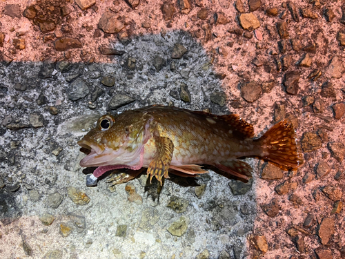 ガシラの釣果